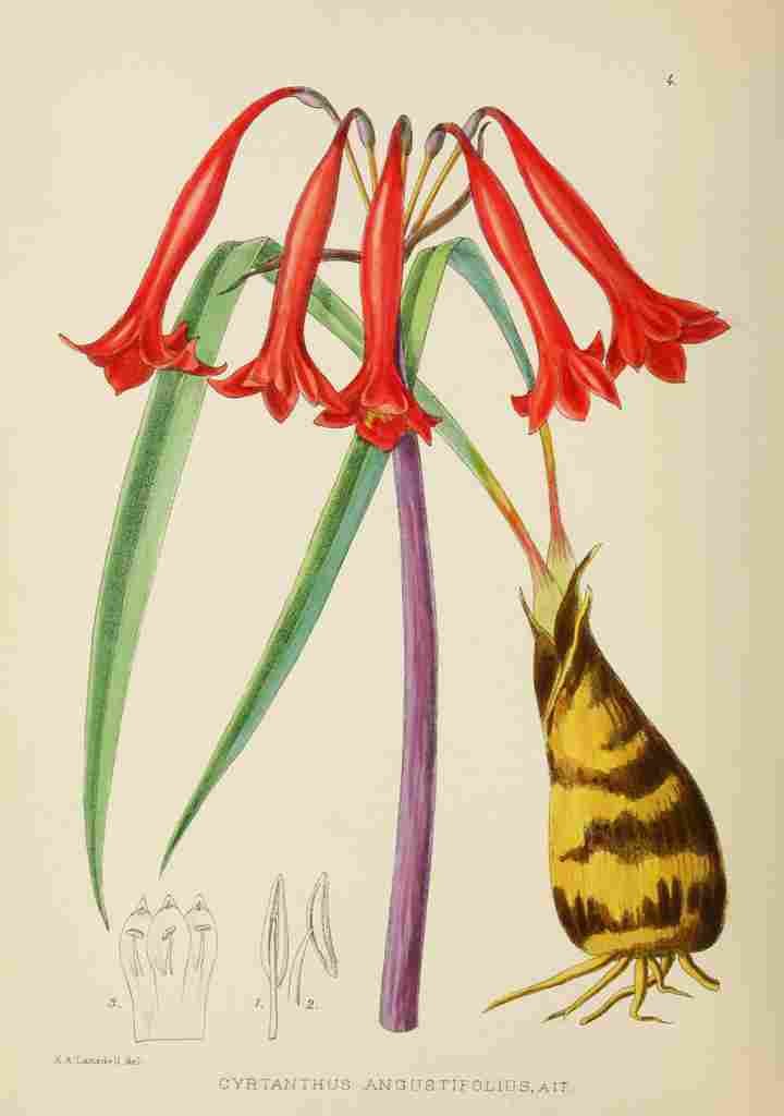 Lansdell KA 1921 Cyrtanthus Angustifolius A4 Photo Print