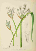 Lansdell KA 1921 Cyrtanthus McKenii A4 Photo Print