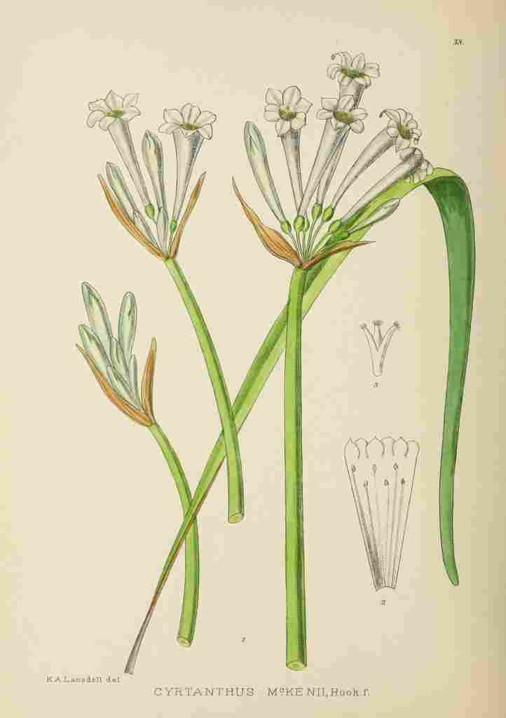 Lansdell KA 1921 Cyrtanthus McKenii A4 Photo Print