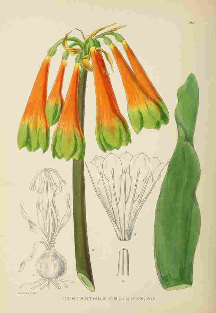 Lansdell KA 1921 Cyrtanthus Obliquus A4 Photo Print