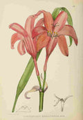 Lansdell KA 1921 Cyrtanthus Sanguineus A4 Photo Print