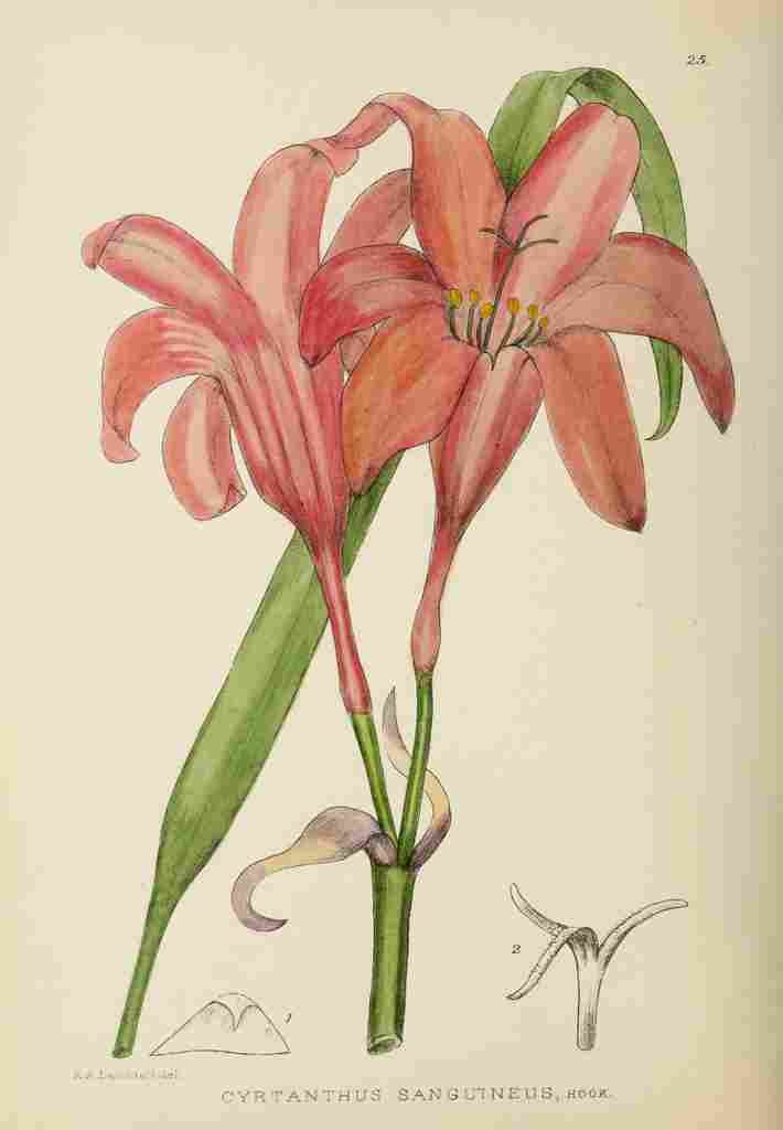 Lansdell KA 1921 Cyrtanthus Sanguineus A4 Photo Print