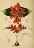 Lansdell KA 1921 Daubenya Aurea A4 Photo Print