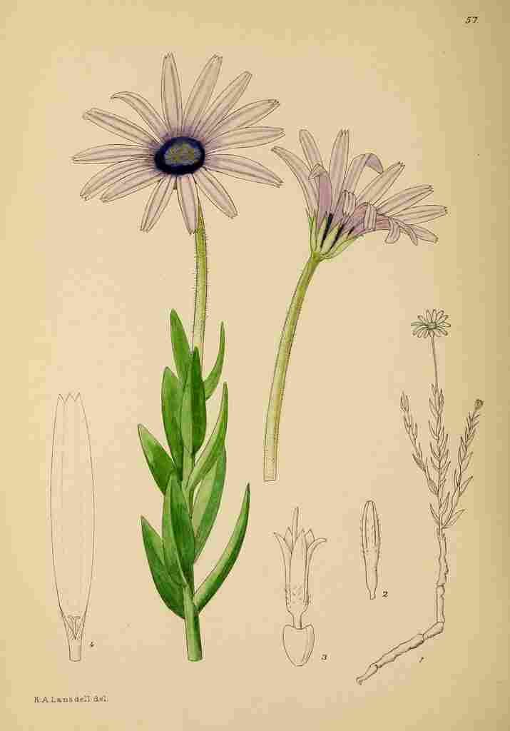 Lansdell KA 1921 Dimorphotheca Spectabilis A4 Photo Print
