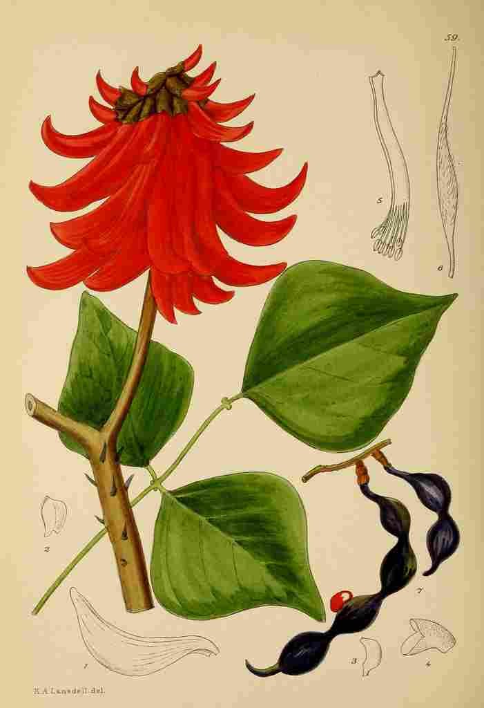 Lansdell KA 1921 Erythrina Caffra A4 Photo Print