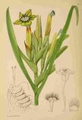 Lansdell KA 1921 Ferraria Antherosa A4 Photo Print