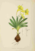 Lansdell KA 1921 Freesia Refracta A4 Photo Print