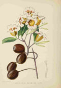 Lansdell KA 1921 Gardenia Globosa A4 Photo Print