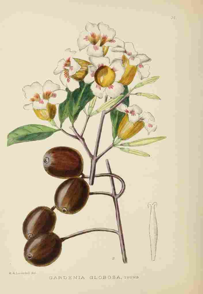 Lansdell KA 1921 Gardenia Globosa A4 Photo Print