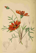 Lansdell KA 1921 Gazania Pavonia A4 Photo Print