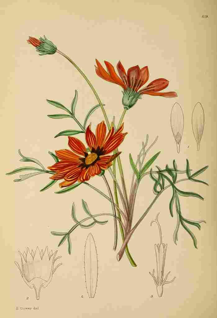 Lansdell KA 1921 Gazania Pavonia A4 Photo Print