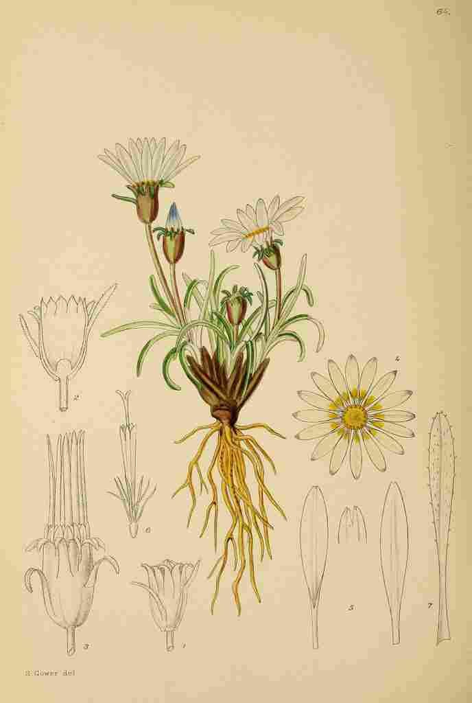 Lansdell KA 1921 Gazania Pygmara A4 Photo Print