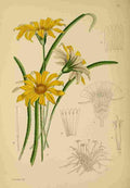 Lansdell KA 1921 Gazania Subulata A4 Photo Print