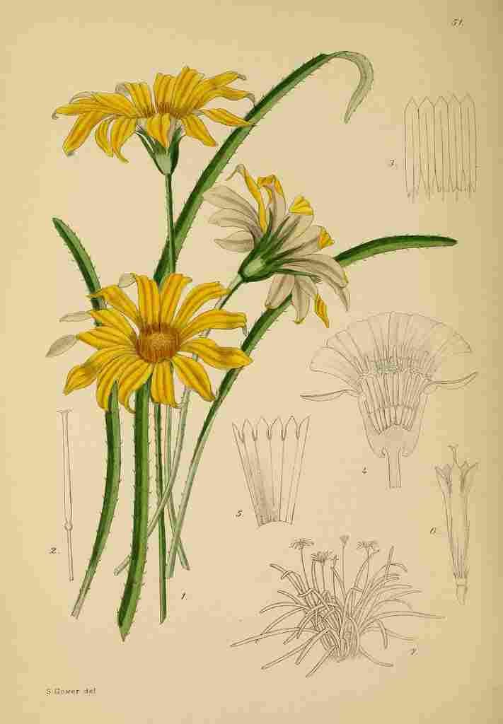 Lansdell KA 1921 Gazania Subulata A4 Photo Print