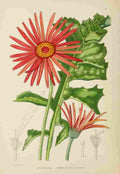 Lansdell KA 1921 Gerbera Jamesoni A4 Photo Print