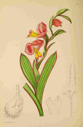 Lansdell KA 1921 Gladiolus Alatus A4 Photo Print