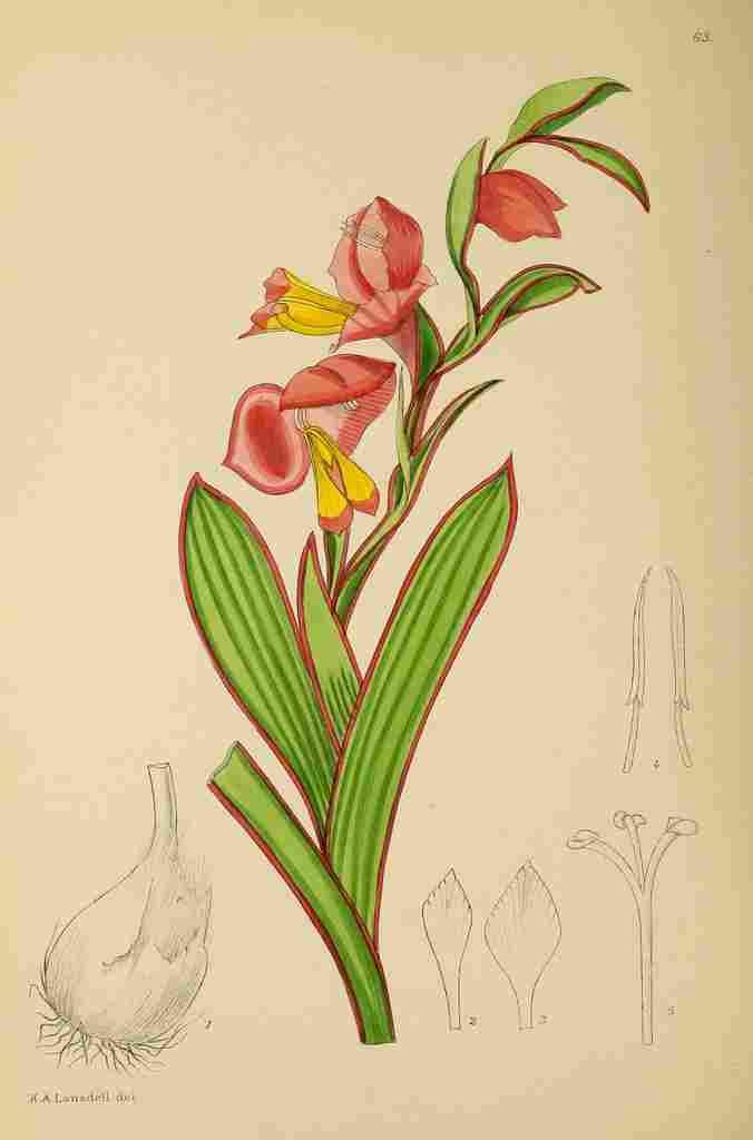 Lansdell KA 1921 Gladiolus Alatus A4 Photo Print
