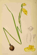 Lansdell KA 1921 Gladiolus Pritzelii A4 Photo Print