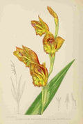 Lansdell KA 1921 Gladiolus Psitaccinus A4 Photo Print