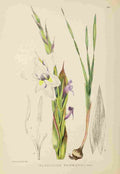 Lansdell KA 1921 Gladiolus Rehmanni A4 Photo Print