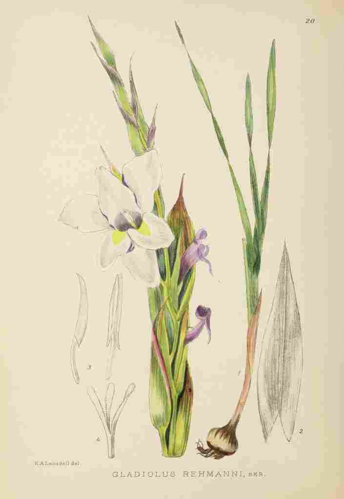 Lansdell KA 1921 Gladiolus Rehmanni A4 Photo Print
