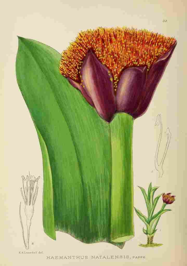 Lansdell KA 1921 Haemanthus Natalensis A4 Photo Print