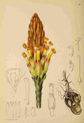 Lansdell KA 1921 Harveya Squamosa A4 Photo Print