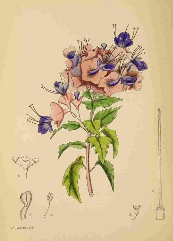 Lansdell KA 1921 Holmskioldia Speciosa A4 Photo Print