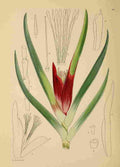 Lansdell KA 1921 Klattia Strokoel A4 Photo Print