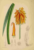Lansdell KA 1921 Kniphofia Alooides A4 Photo Print