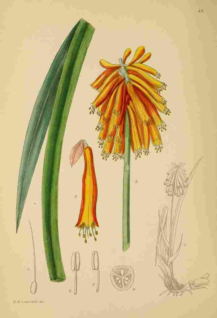 Lansdell KA 1921 Kniphofia Alooides A4 Photo Print