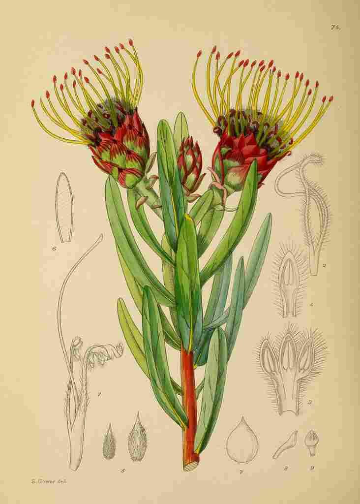 Lansdell KA 1921 Leucospermum Tottum A4 Photo Print