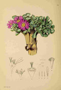 Lansdell KA 1921 Mesembryanthemum Crassipes A4 Photo Print
