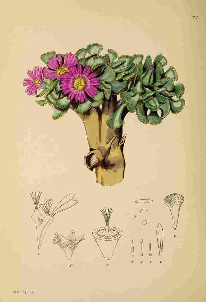 Lansdell KA 1921 Mesembryanthemum Crassipes A4 Photo Print