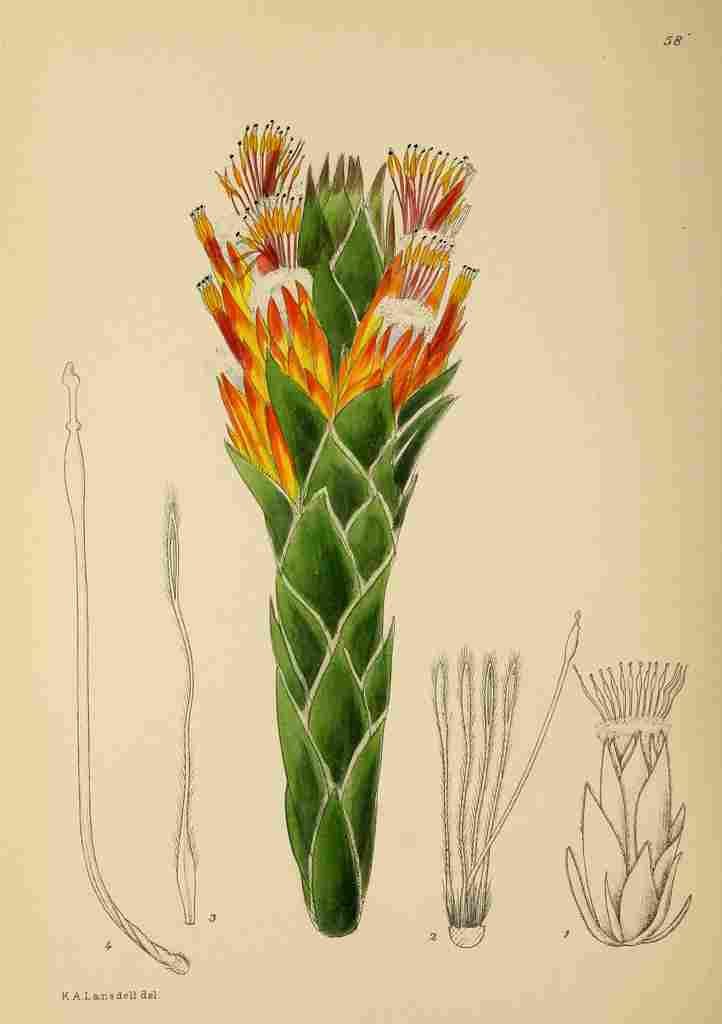 Lansdell KA 1921 Mimetis Capitulata A4 Photo Print