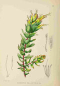 Lansdell KA 1921 Mimetis Palustris A4 Photo Print