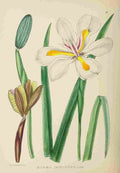 Lansdell KA 1921 Moraea Iridioides A4 Photo Print