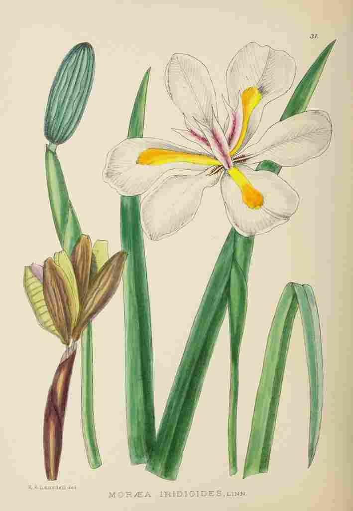 Lansdell KA 1921 Moraea Iridioides A4 Photo Print