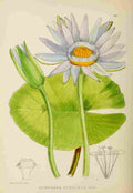 Lansdell KA 1921 Nymphaea Stellata A4 Photo Print