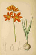 Lansdell KA 1921 Ornithogalum Thunbergianum A4 Photo Print