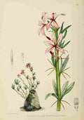 Lansdell KA 1921 Pachypodium Succulentum A4 Photo Print