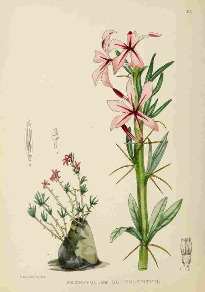 Lansdell KA 1921 Pachypodium Succulentum A4 Photo Print