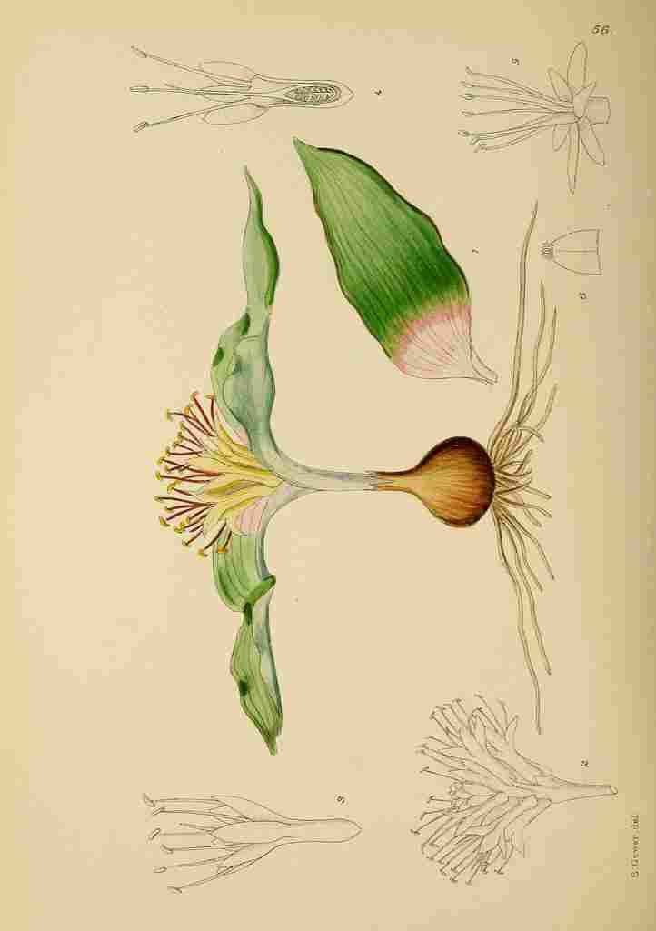 Lansdell KA 1921 Polyxena Haemanthoides A4 Photo Print