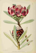 Lansdell KA 1921 Protea Abyssinica A4 Photo Print