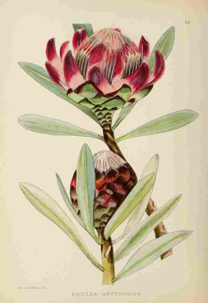 Lansdell KA 1921 Protea Abyssinica A4 Photo Print