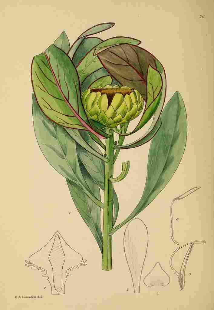 Lansdell KA 1921 Protea Recondita A4 Photo Print