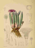 Lansdell KA 1921 Roodia Digitifolia A4 Photo Print