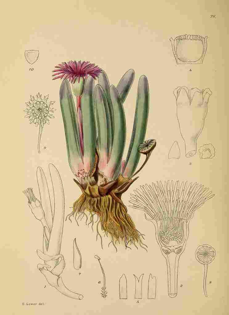 Lansdell KA 1921 Roodia Digitifolia A4 Photo Print
