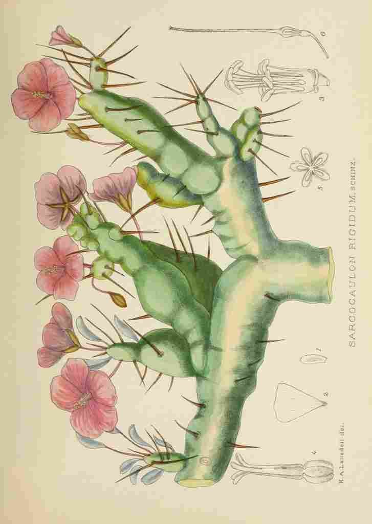 Lansdell KA 1921 Sarcocaulon Rigidum A4 Photo Print