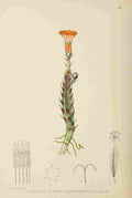 Lansdell KA 1921 Senecio Stapeliaeformis A4 Photo Print